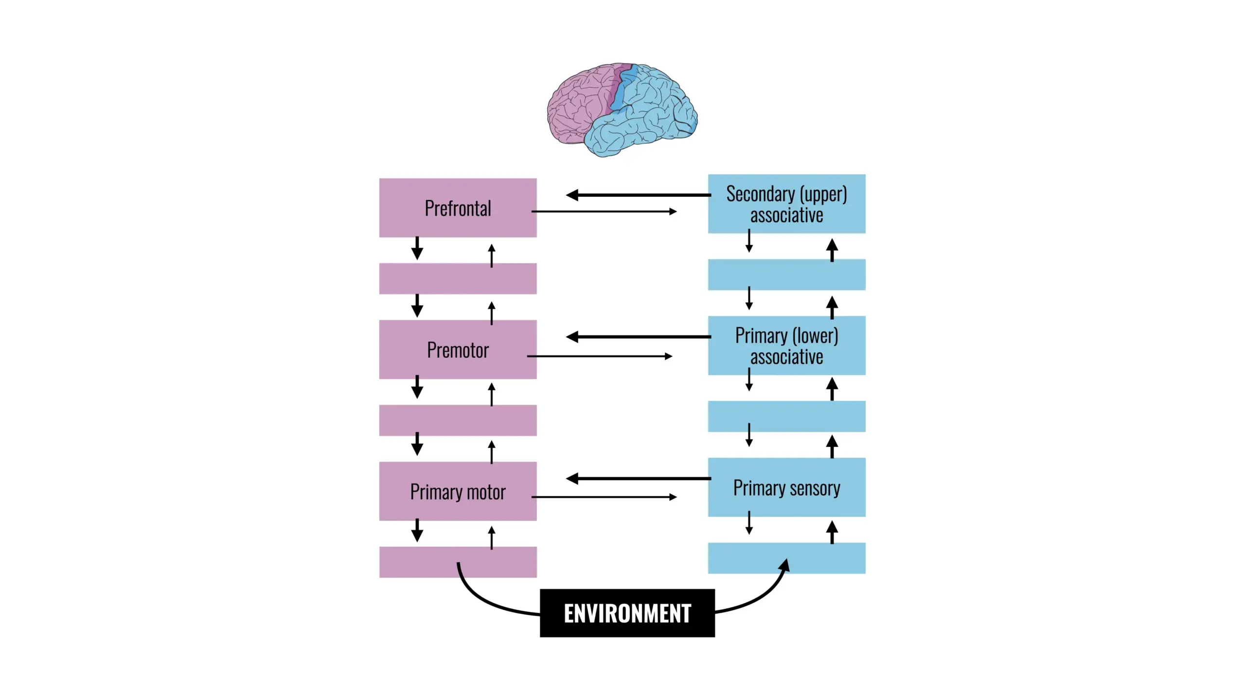 A diagram of cortical areas that comprise the perception-action loop