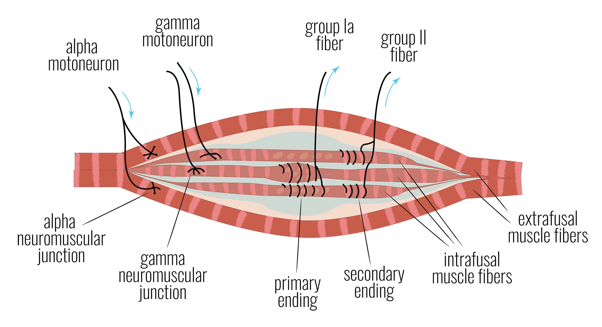 A diagram of muscle spindle structure